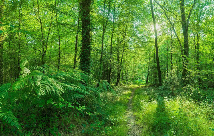 Strahlender Sonnenschein in einem grünen Wald