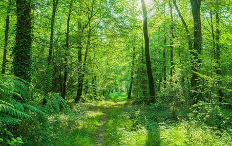 Grüner Wald mit Bäumen und Büschen