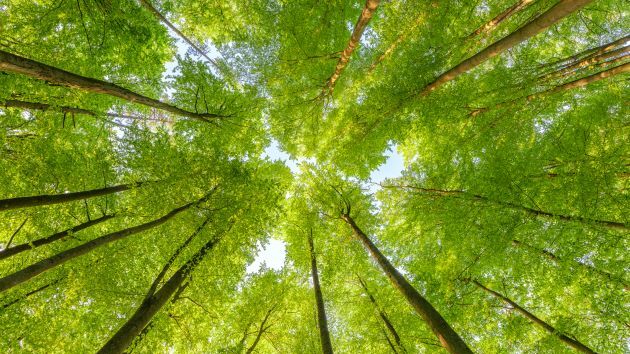 Grüne Bäume von unten